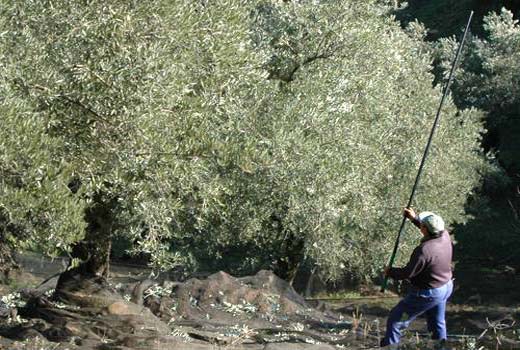 Harvesting olives for olive oil production