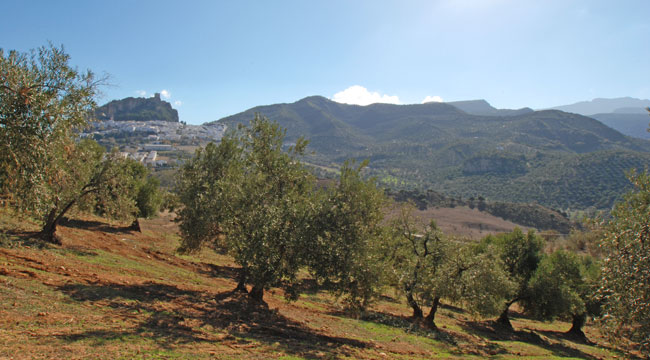 Cultivo de aceituna para la extracción de aceite de oliva de la Denomincación de Origen Sierra de Cádiz